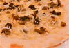 野沢菜とシラスのピッツァ